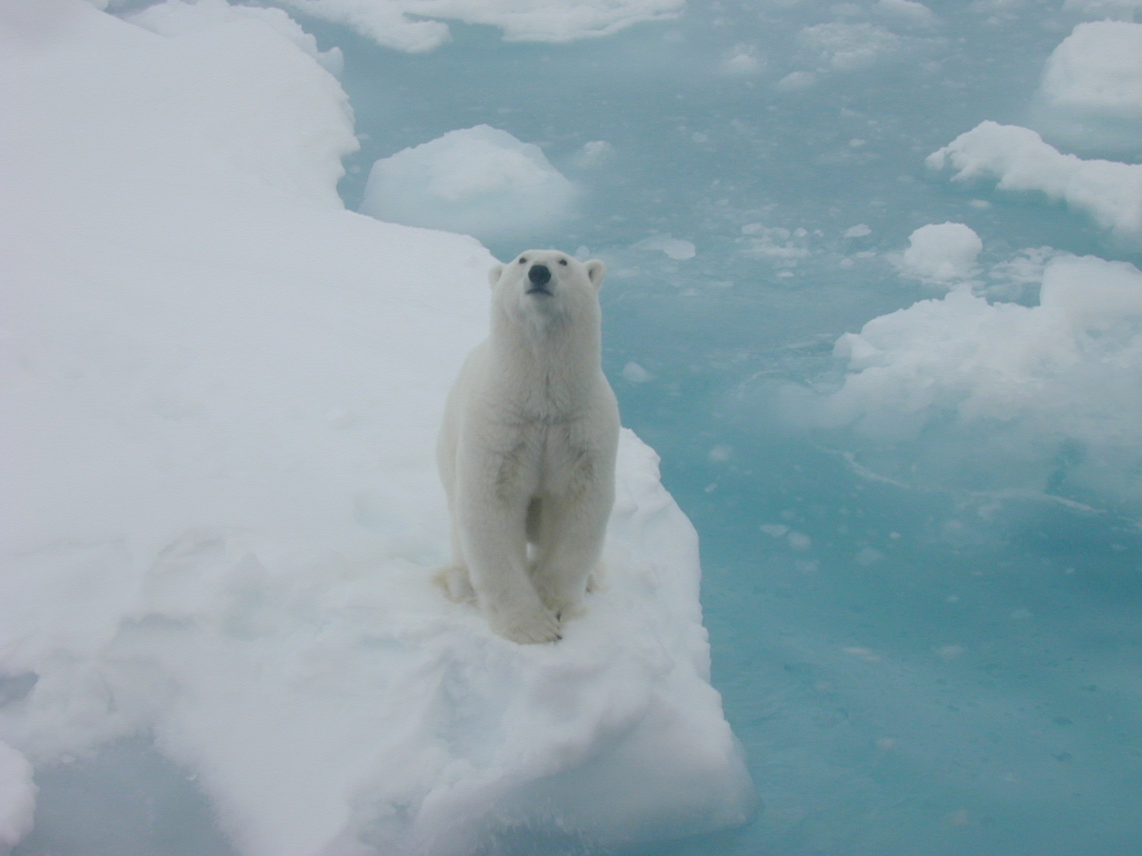 Picture of a Polar Bear courtesy of Mr. Christopher Szorc